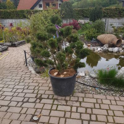 Zasaditve 08